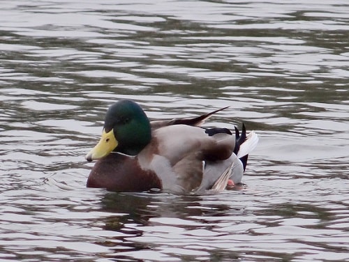 syndrome du canard