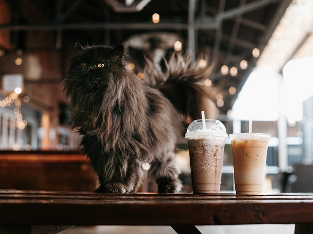 idée premier date : aller dans un café à chat