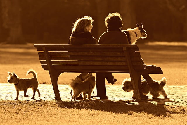 rencontrer une femme dans un parc à chien 
